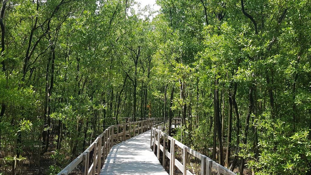 Transparent Kayaking