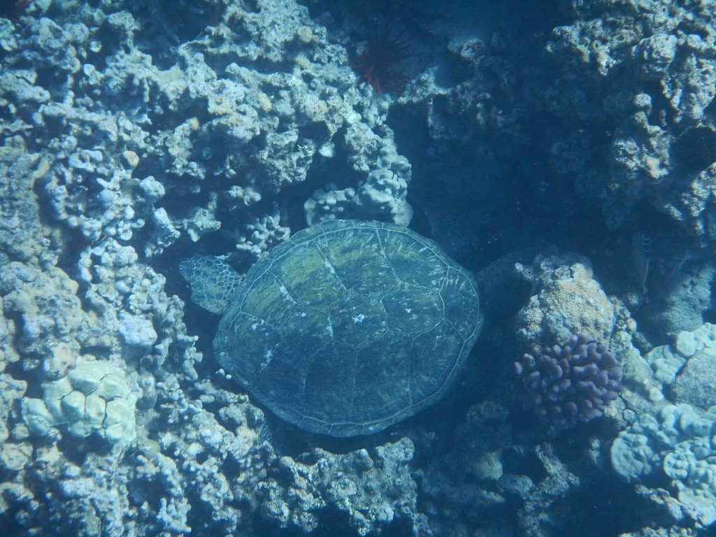 Marine Life Encounters