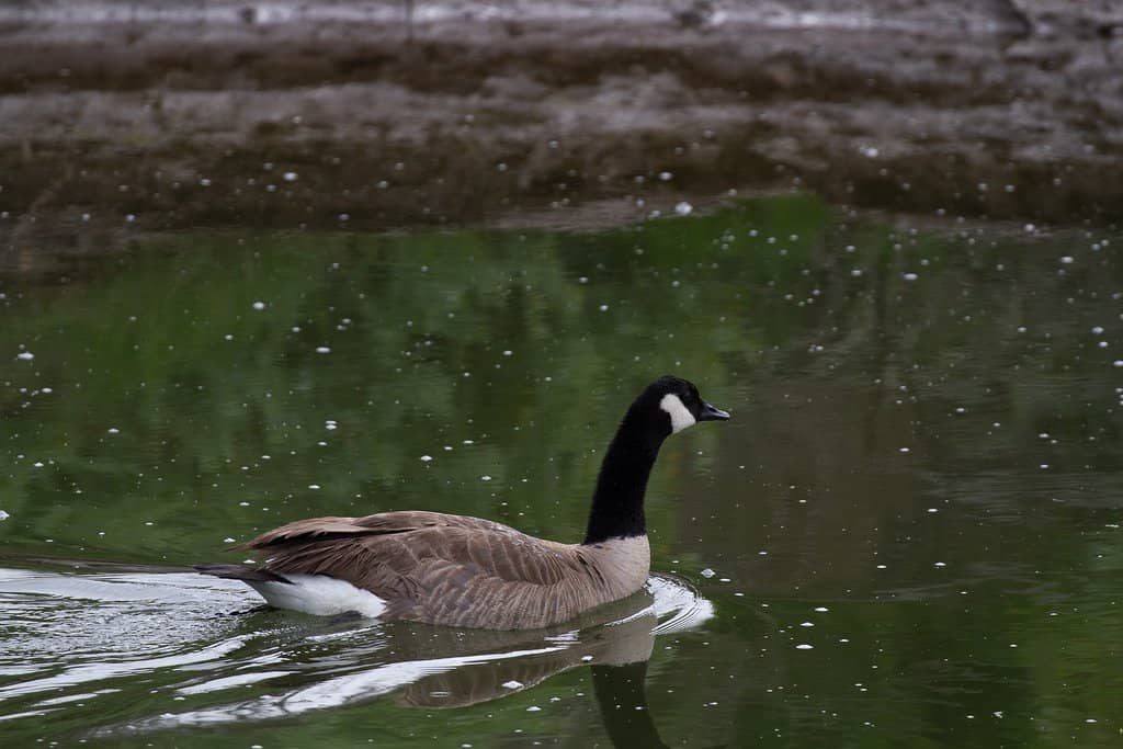Peaceful Walking Trails