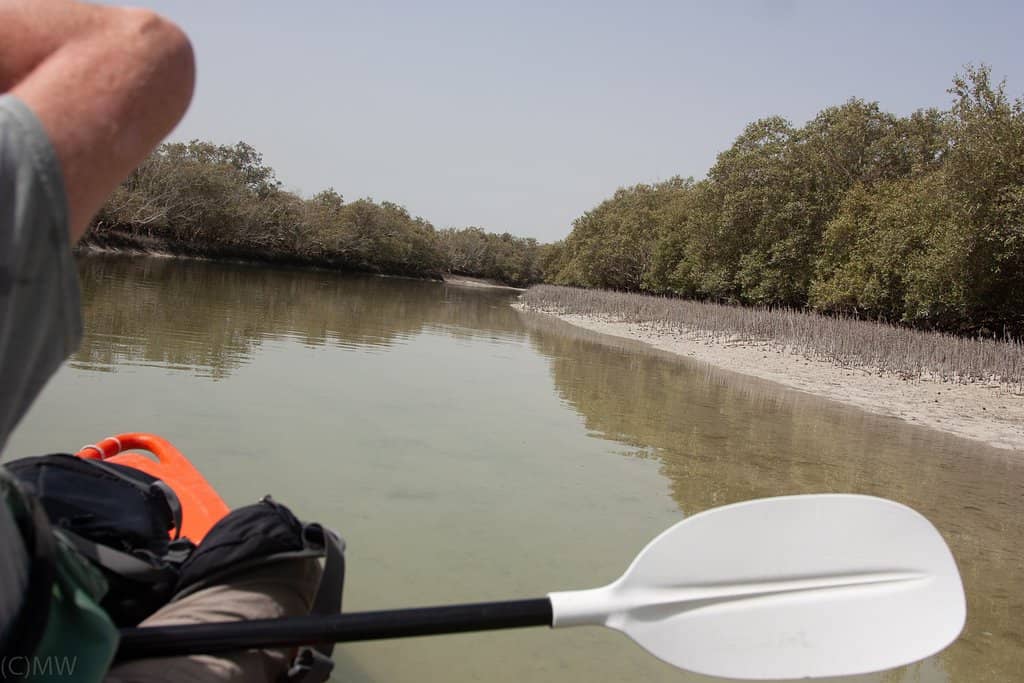 Mangrove Boardwalks