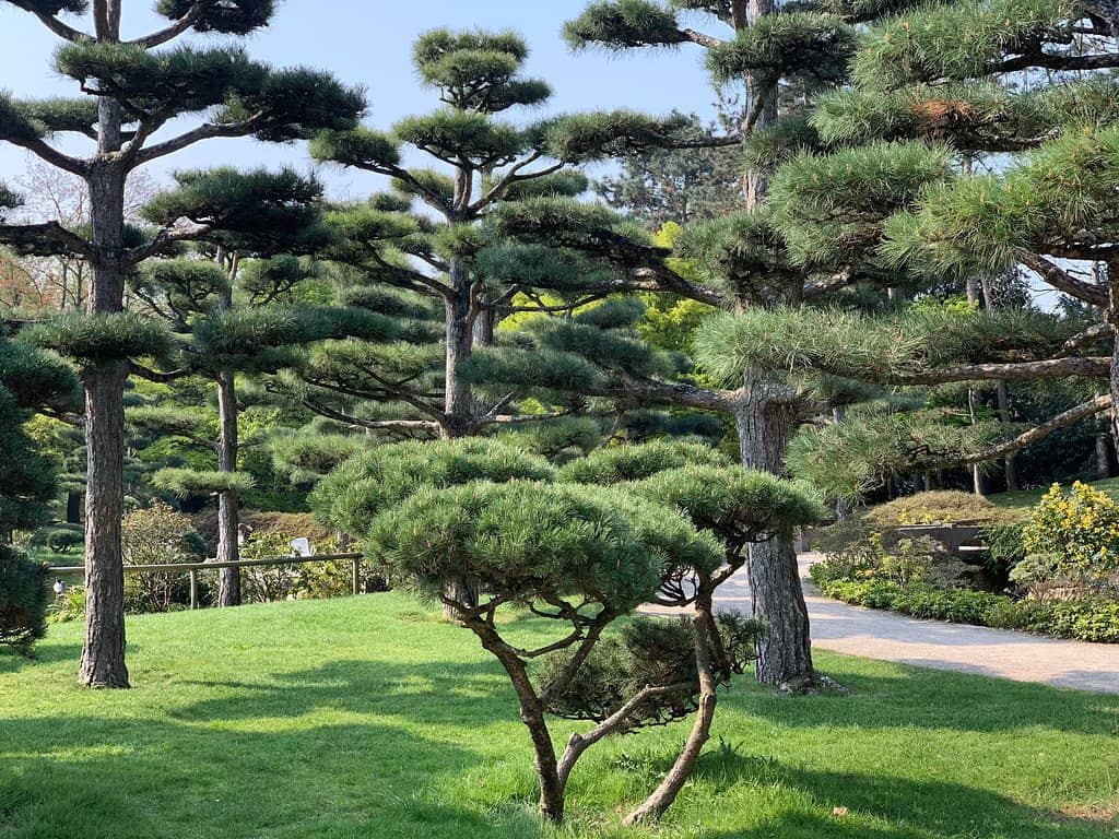 Koi Ponds