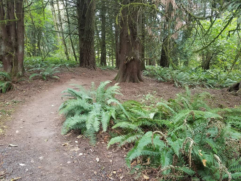 Vine Maple Trail