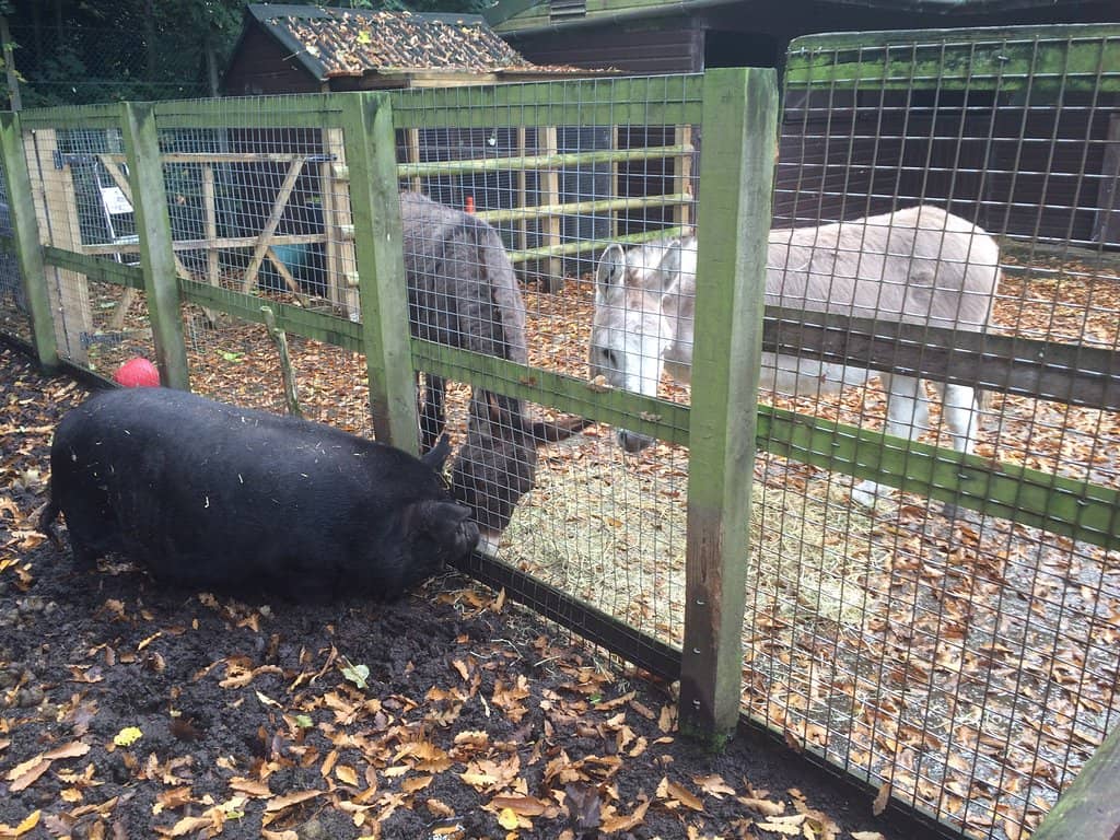 Adventure Playground