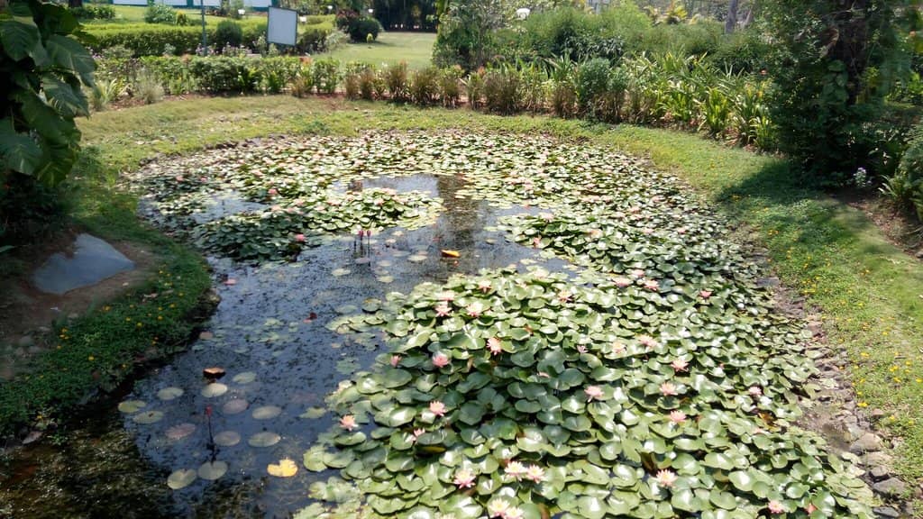 Medicinal Herb Garden