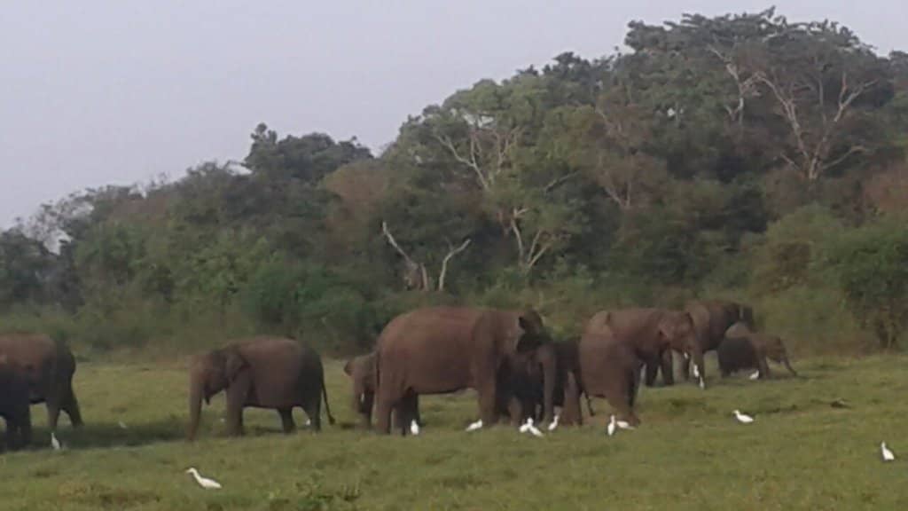 Diverse Animal Enclosures