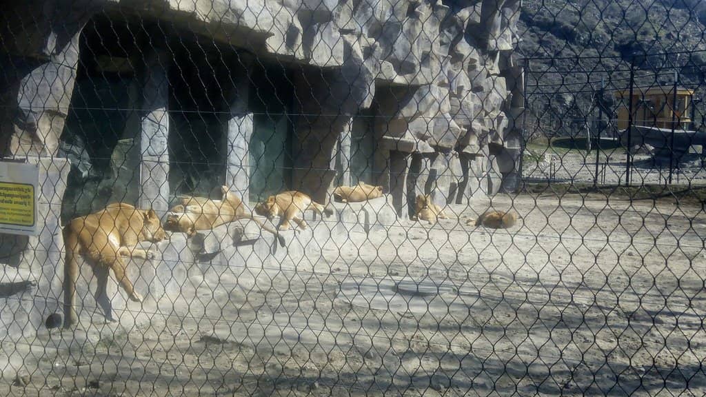 Diverse Bird Collection