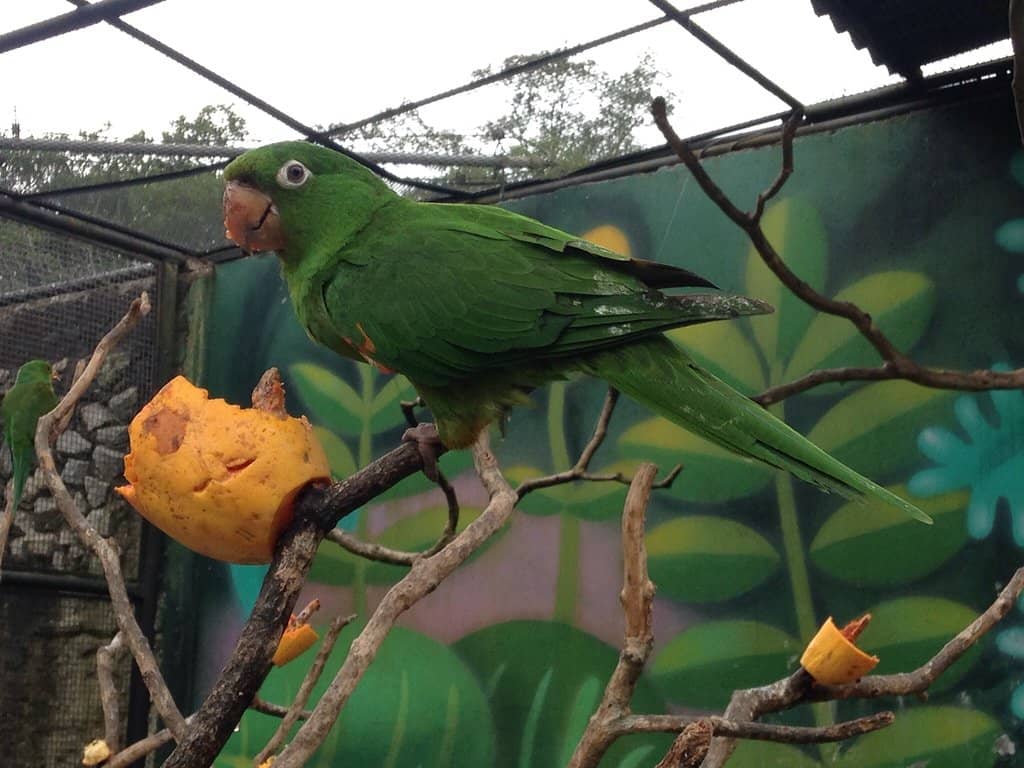 Scenic Cable Car Ride