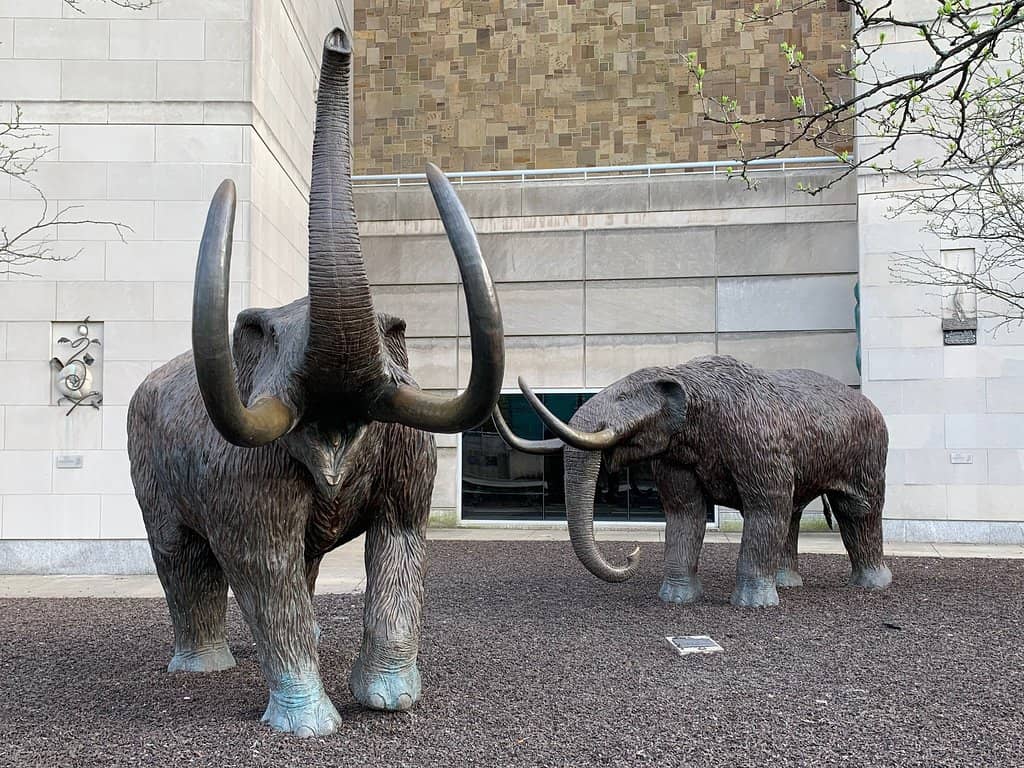 Wildlife Encounters