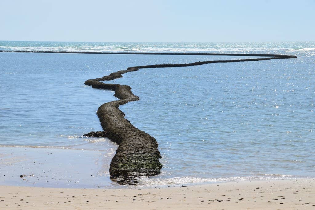 Marine Life Encounters