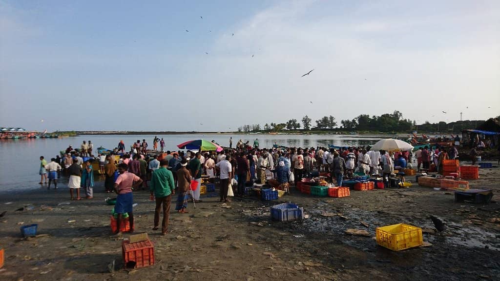 Fishing Harbor Activity