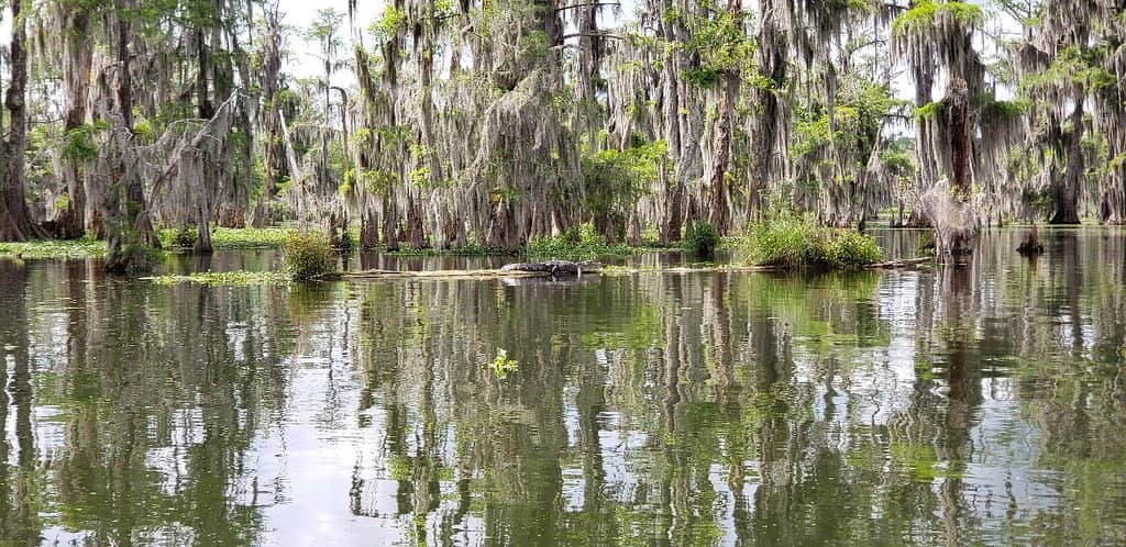 Lake Martin Paddling