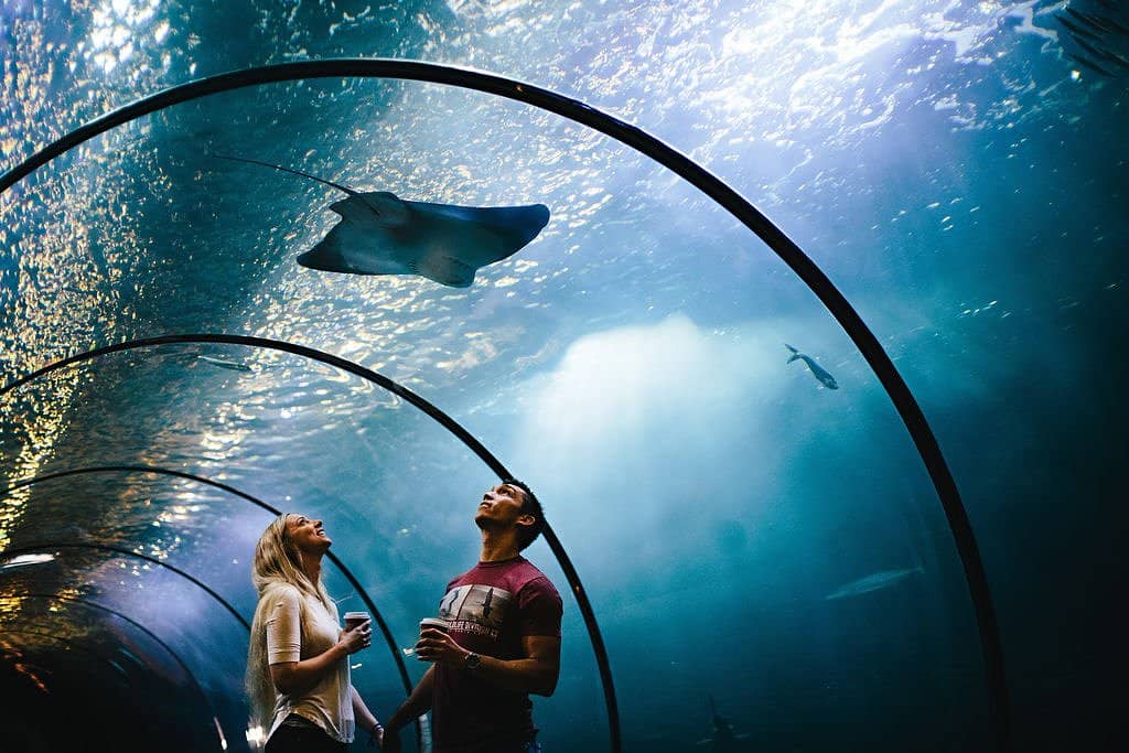 Jellyfish Exhibits