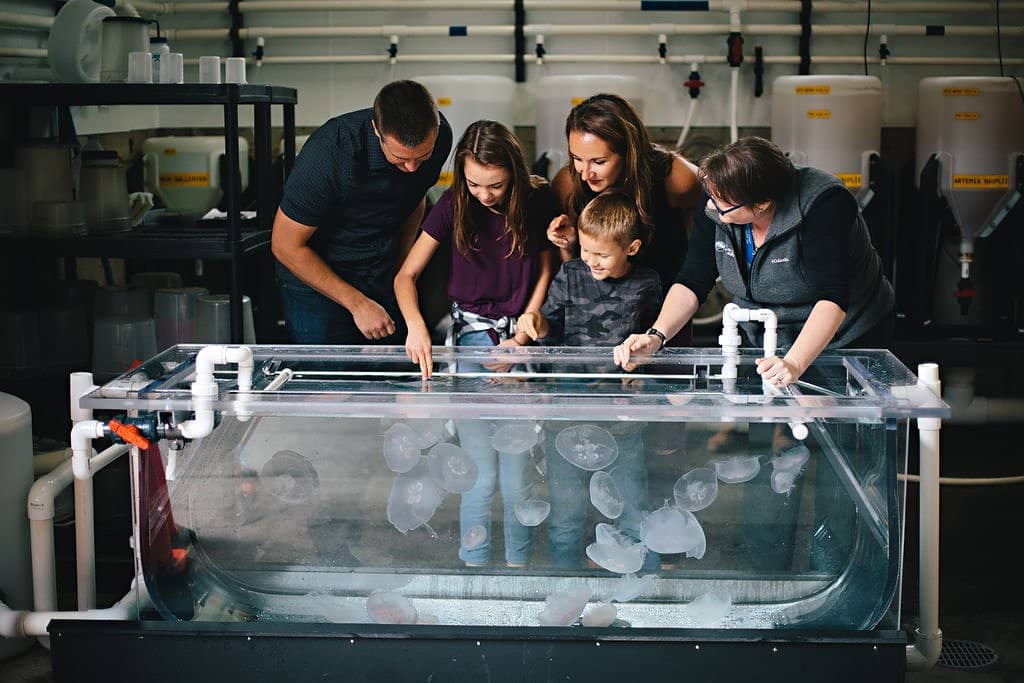 Sea Otter Feeding & Presentation
