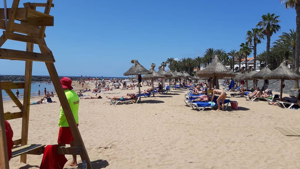 Scenic Palm Tree Backdrop