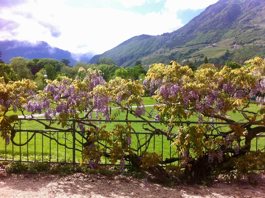 Spacious Lawns and Shady Trees