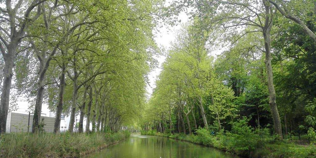 Cycling the Shaded Towpaths