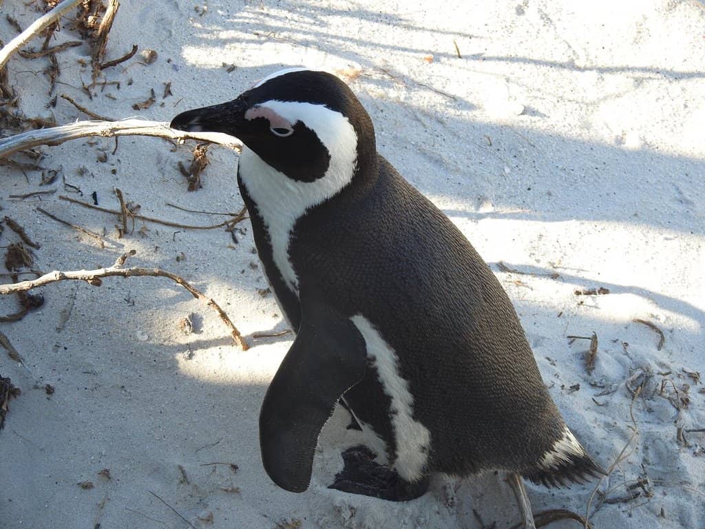 Coastal Views & Tranquility