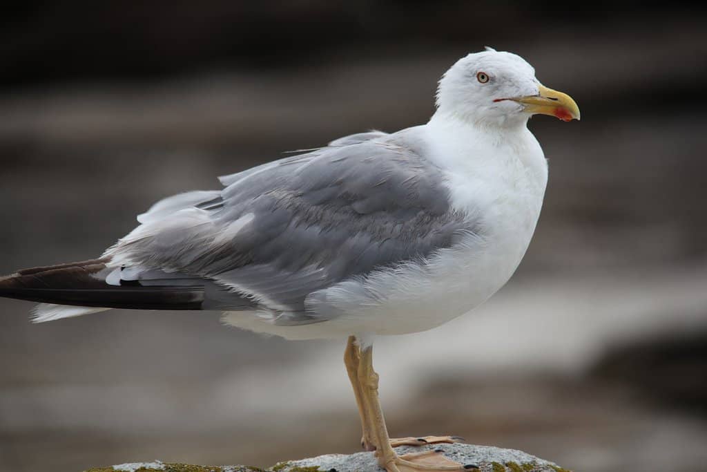 Monte Faro Lighthouse