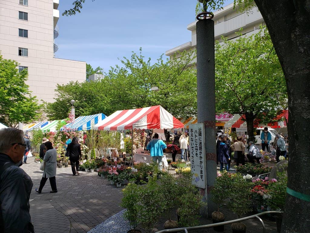 Ancestral Cherry Trees