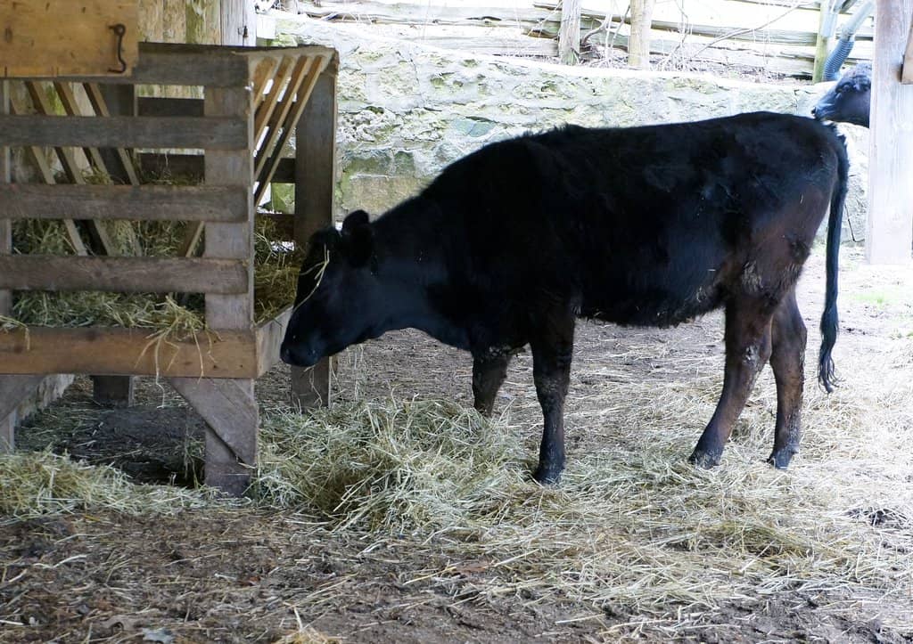 Costumed Interpreters