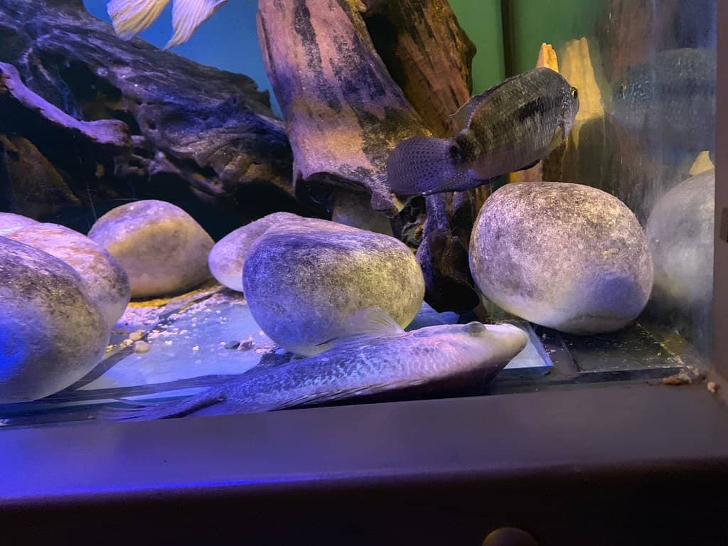 Sharks and Rays