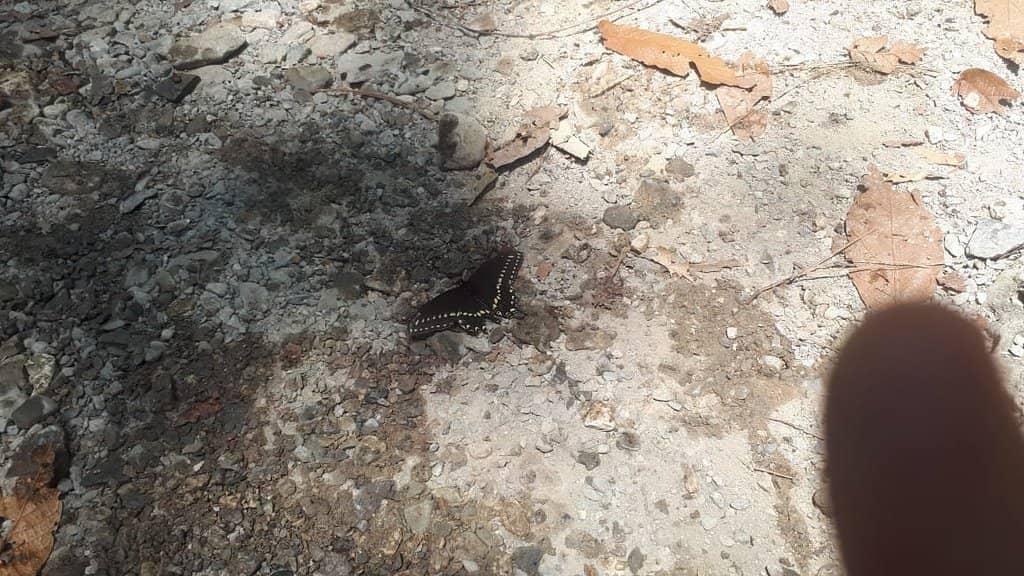 Scenic Hiking Trails