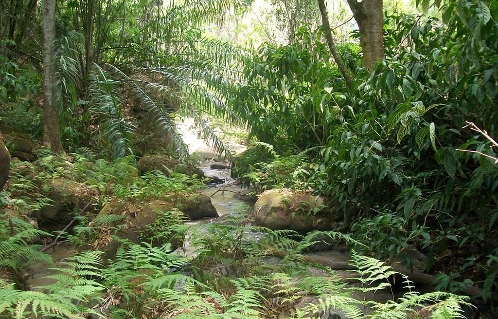 Scenic River Walkways