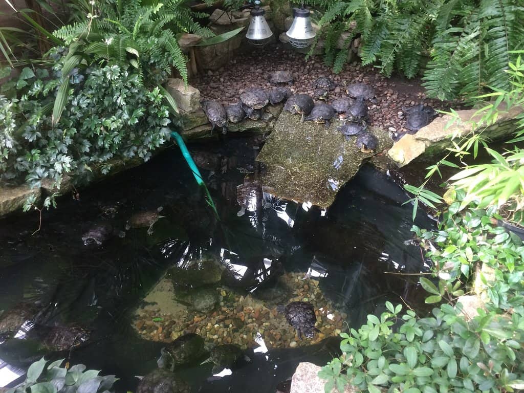 Japanese Garden Serenity