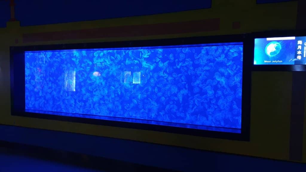 Mesmerizing Mermaid Shows