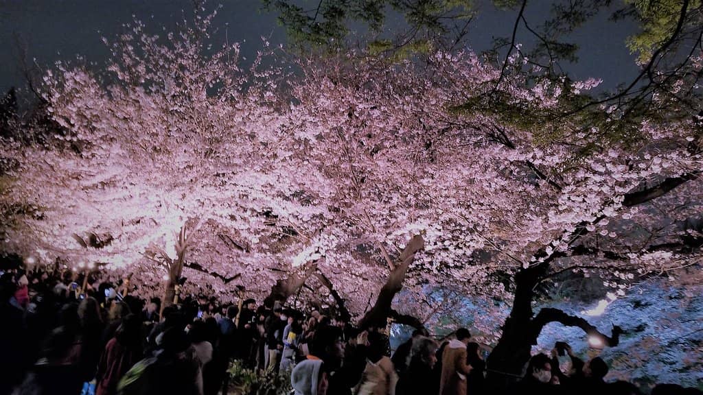 Cherry Blossom Tunnel