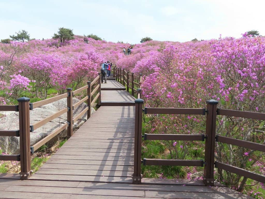 Azalea Sea
