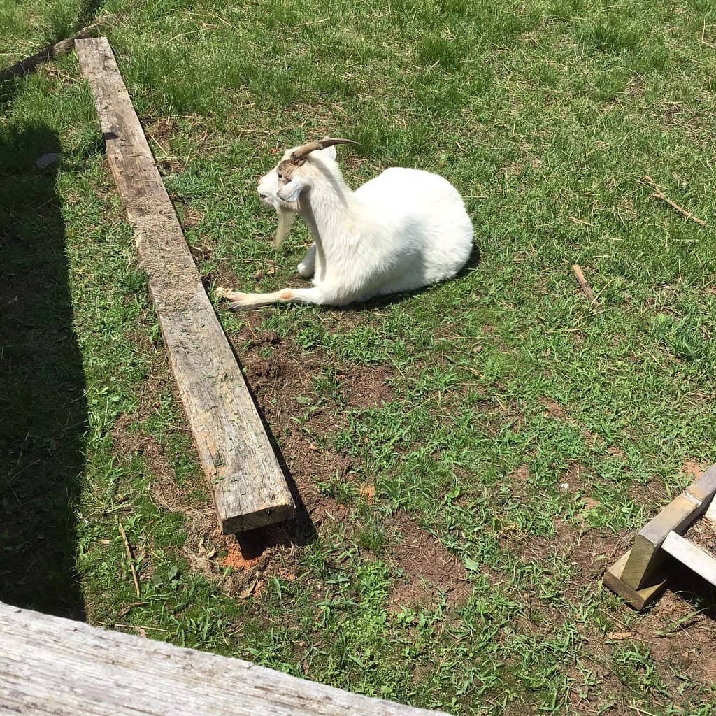 Heritage Apple Orchard