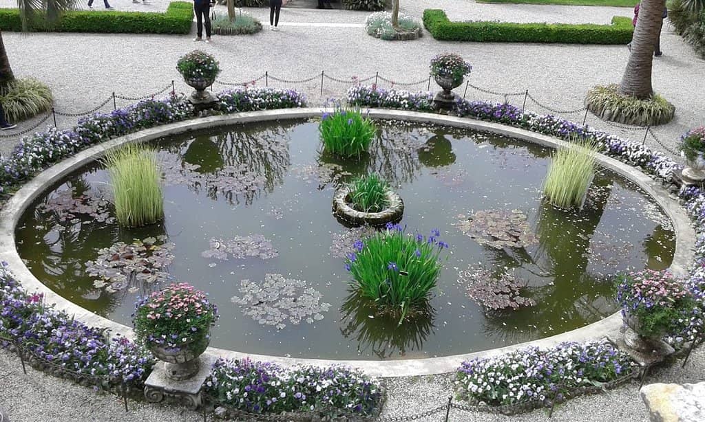 The Majestic Japanese Cypress