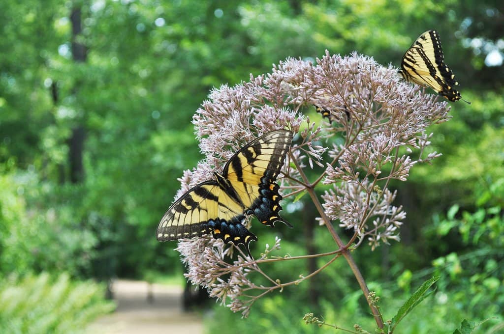 Carnivorous Plant Exhibit