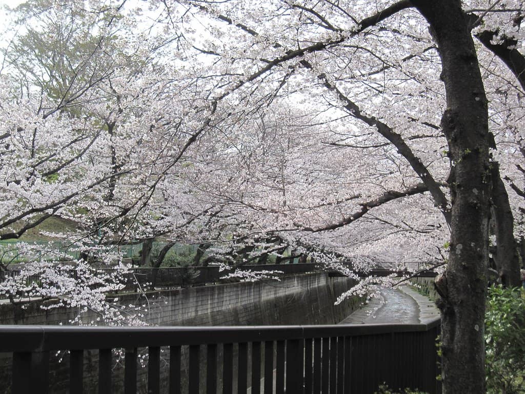 Traditional Shitamachi Vibe
