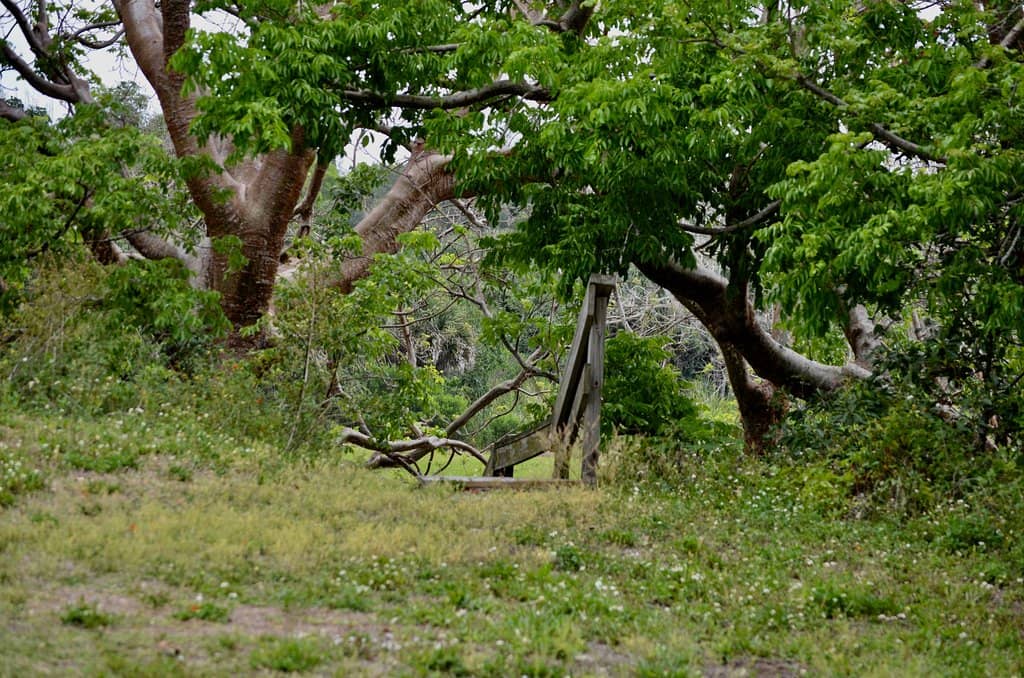Osprey Nests