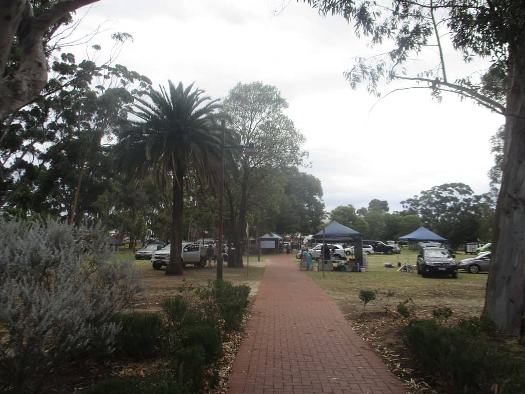 Sugar Gum Trees