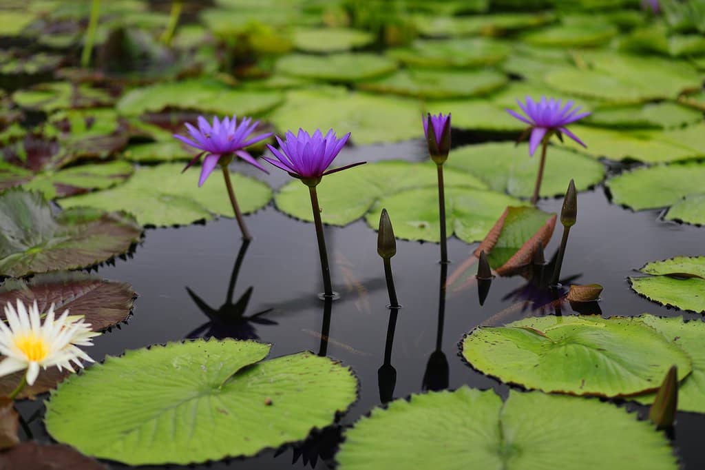 Hybridized Waterlily Varieties