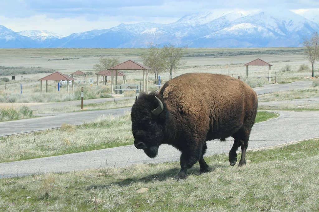 Great Salt Lake Views