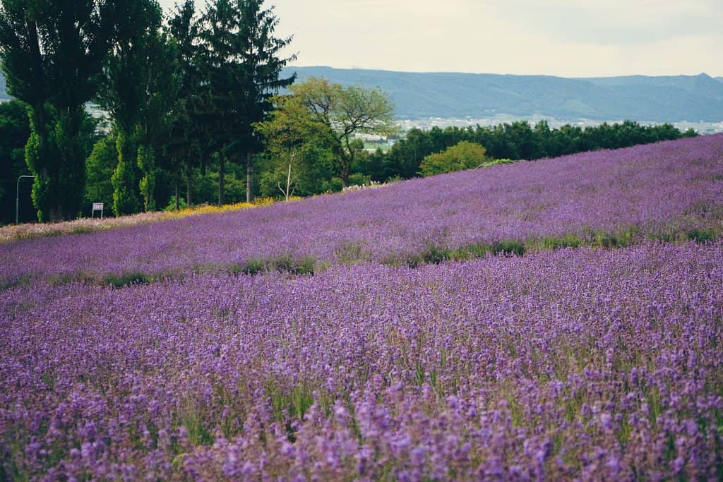 Scenic Mountain Views