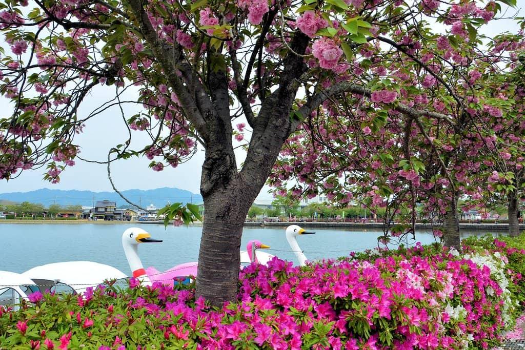 Seasonal Flower Gardens