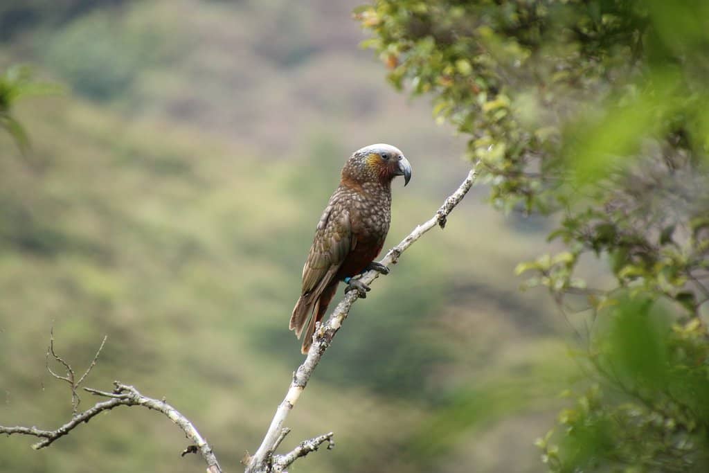 Predator-Free Forest Experience