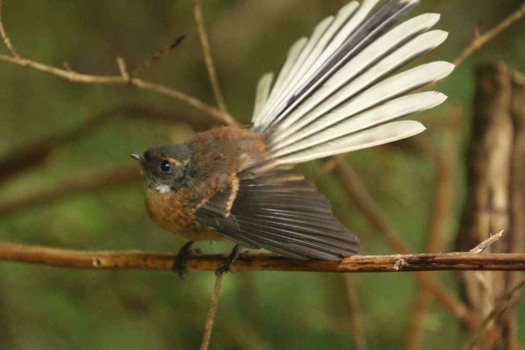New Zealand's Tallest Tree