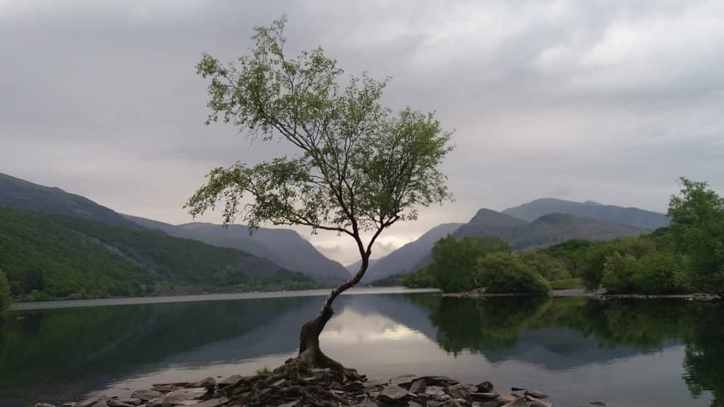 The Lonely Tree