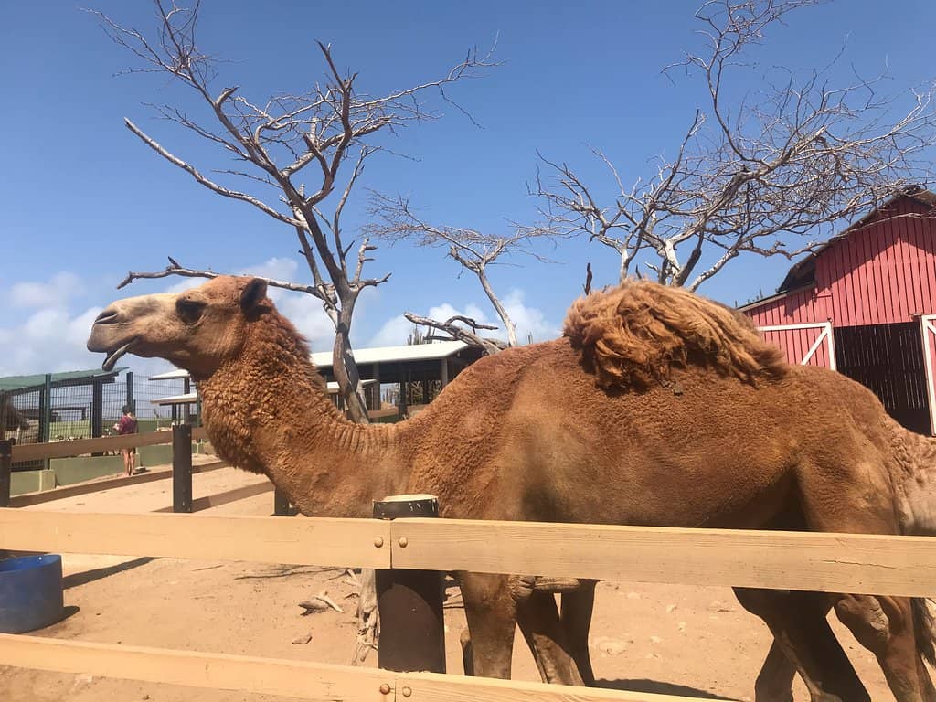 Baby Tortoise Cuddles