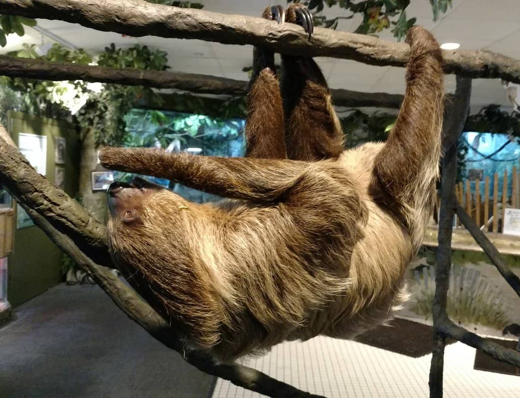 Shark & Marine Life Exhibits