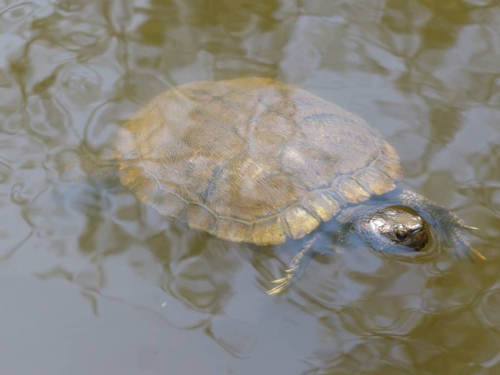 Shaded Walking Trails