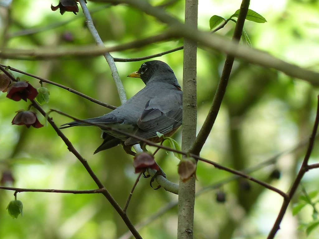 Nature Center & Tree House
