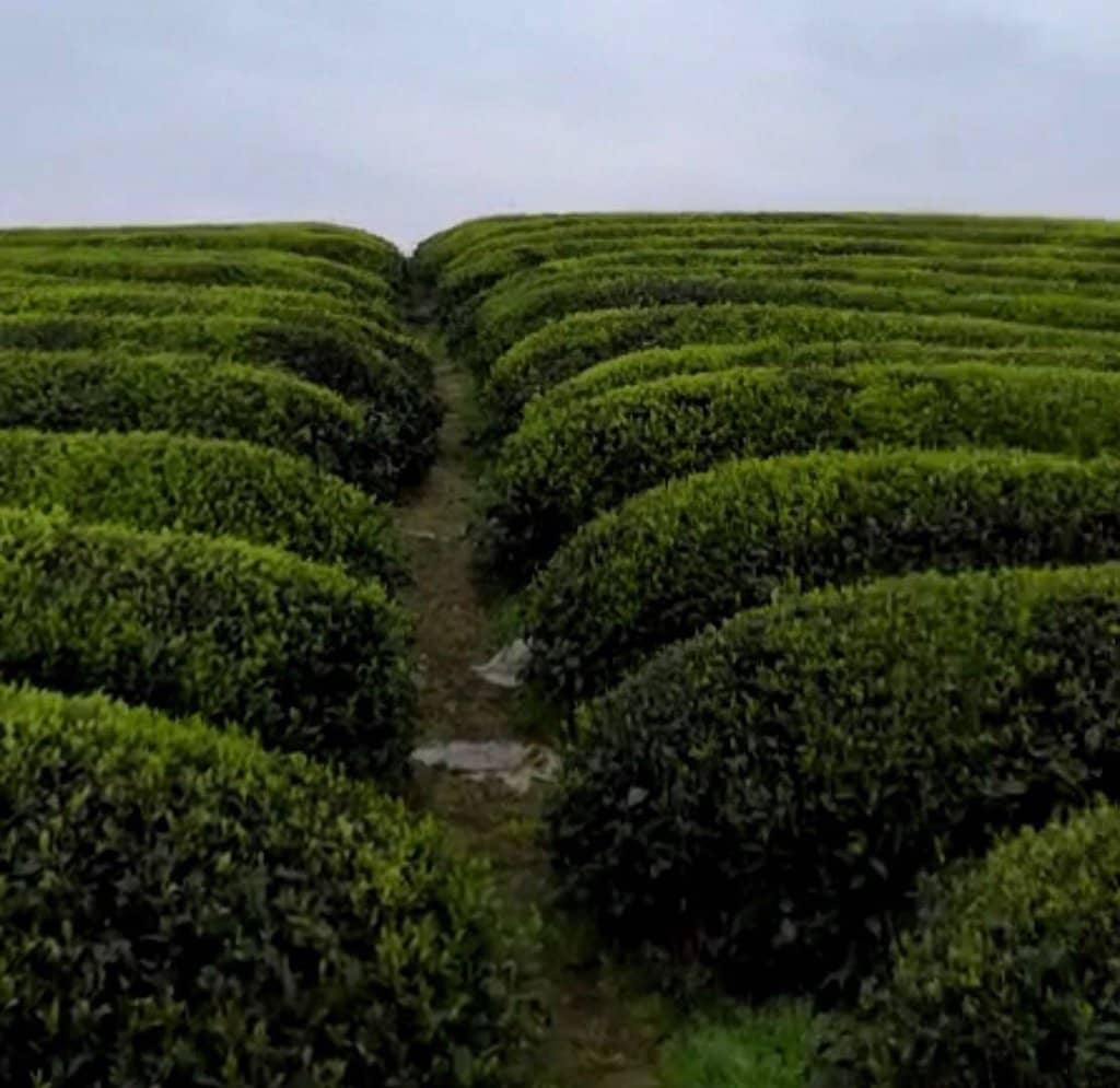 Meijiawu Tea Village