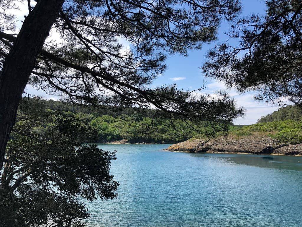 Sea Meets Forest
